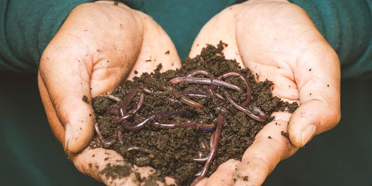 Reducing waste in a compost bin