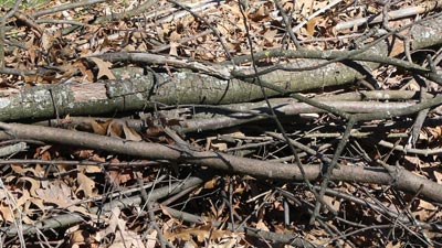 Tree Branches