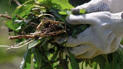 Weeds pulled from garden