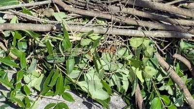 Shrubs and yard clippings