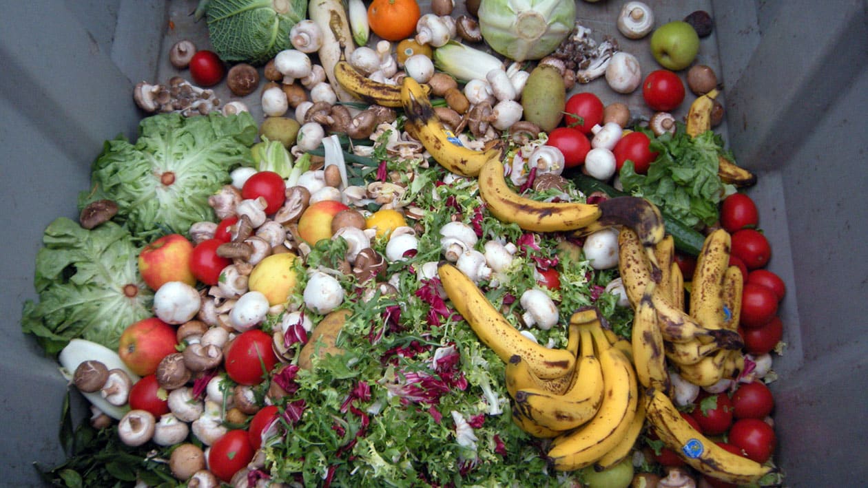 Food waste in a skip bin