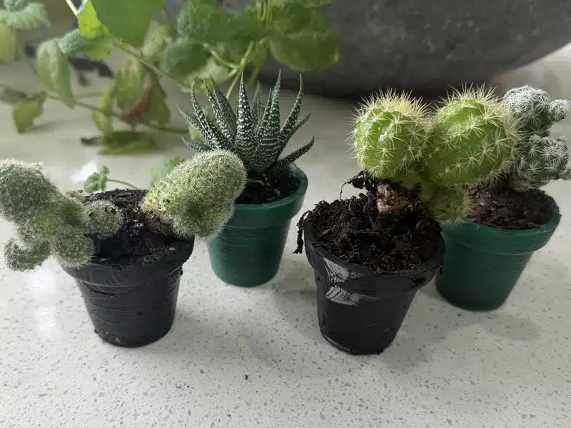 Recycled plant pots